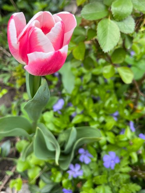 E09A0F2D-9556-458B-9C05-12F742FEE0B6 - Lalele 22 23