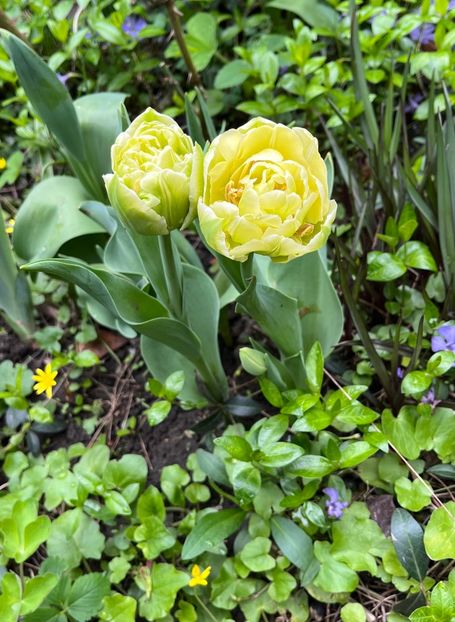 7E0C6908-AB2F-4D8B-9DDA-7F64EF181FA5 - Lalele 22 23