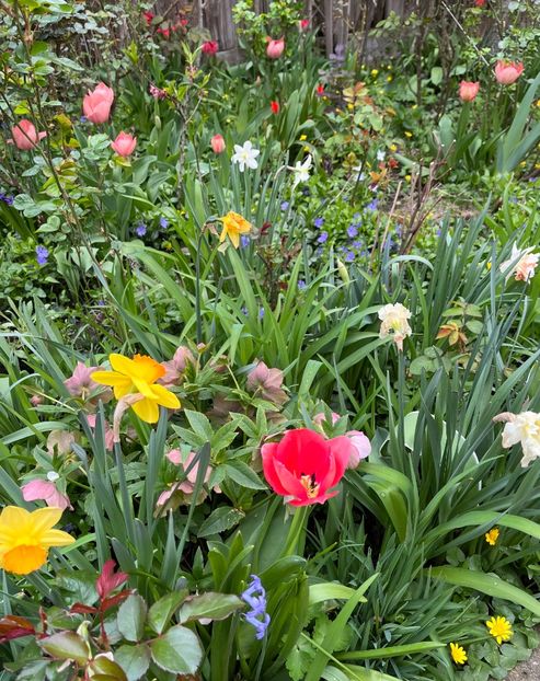 39849B74-1BEA-4C04-AF31-42C00B5F63F7 - Lalele 22 23