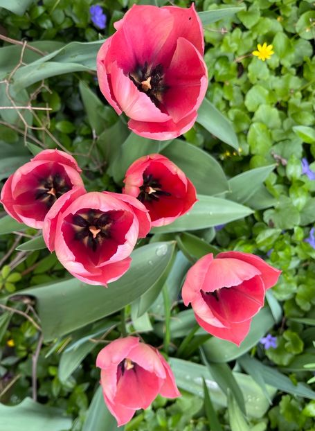 198075A6-43B7-462E-9E8D-B23887A28DC7 - Lalele 22 23