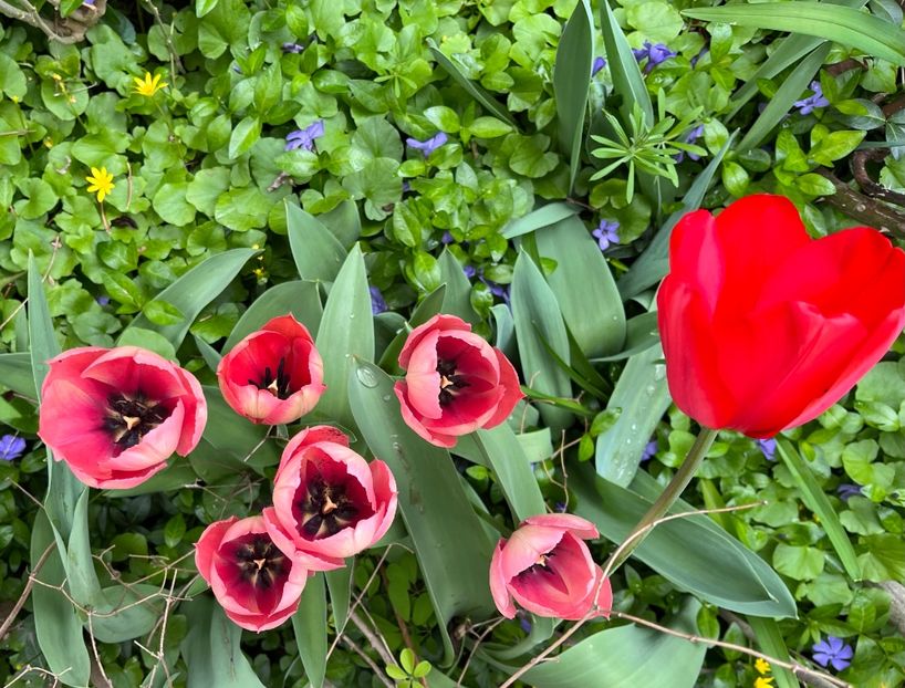 8F131D46-F479-41B5-985A-7079118058F9 - Lalele 22 23