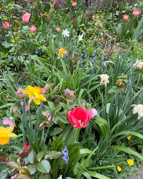 07335B81-A816-4749-8923-8B3AC8E4AA90 - Lalele 22 23