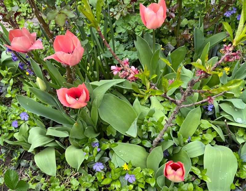 36D4D3A5-F775-4C9B-9381-9C511B64EEFC - Lalele 22 23