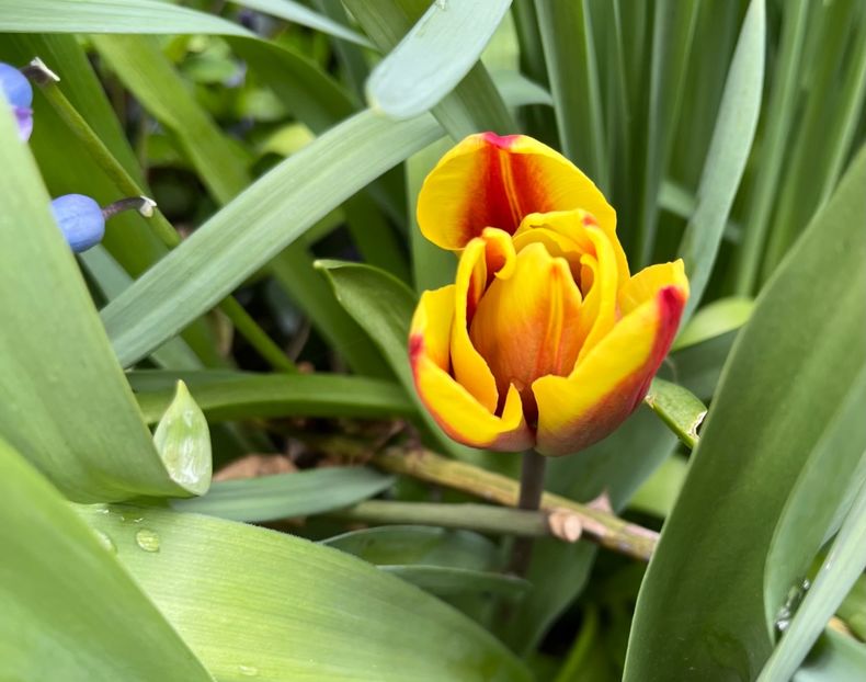 F331295C-A925-4DCB-86CF-09B27E748ABB - Lalele 22 23