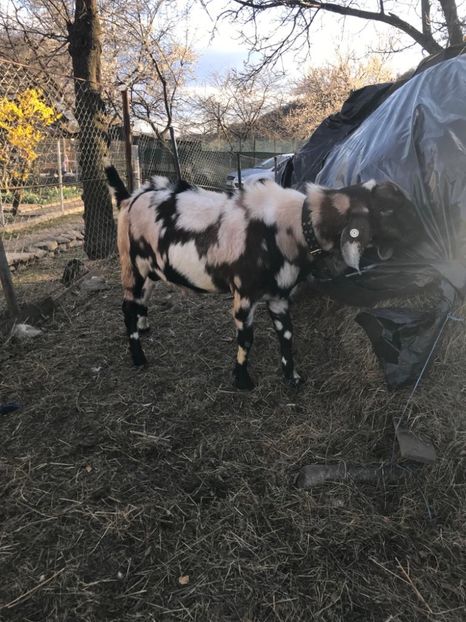 457497AB-0765-4774-B035-23BC76F47D3E - Capre