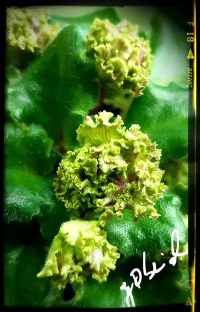  - Allegro Pink Pistachio