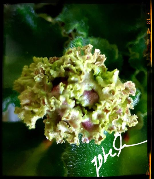  - Allegro Pink Pistachio