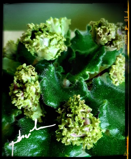  - Allegro Pink Pistachio