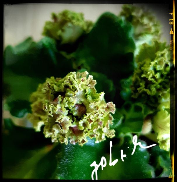  - Allegro Pink Pistachio