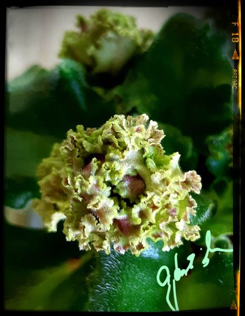  - Allegro Pink Pistachio