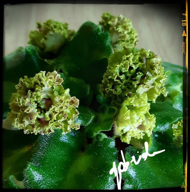  - Allegro Pink Pistachio