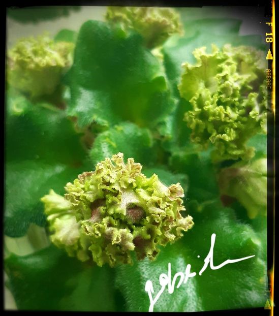  - Allegro Pink Pistachio