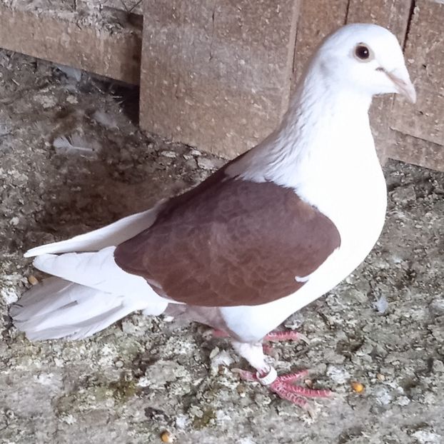 Femela 21-642....-20 lei - Porumbei vanduti