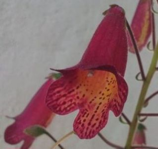 112269153_QRQHMMY3 - Smithiantha