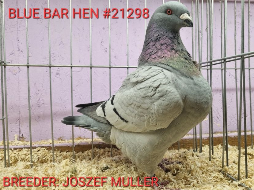 FEMELĂ H 22 - 21298 - JOSZEF MULLER - MATCA FEMELE 2023