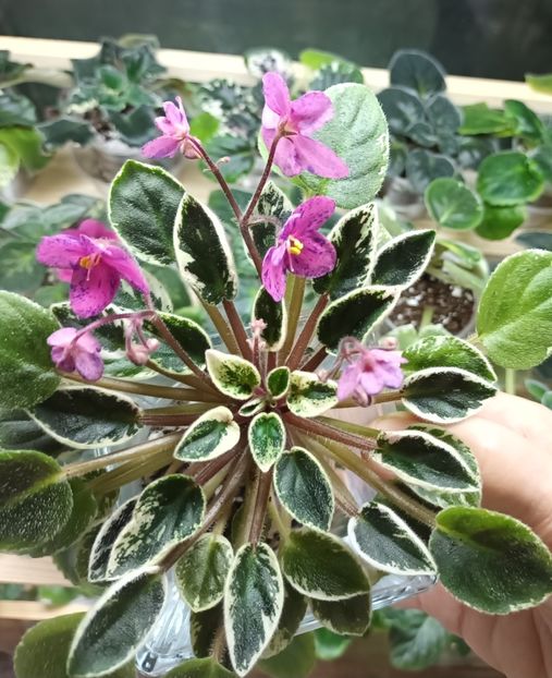  - Mac s Coral Clackamus