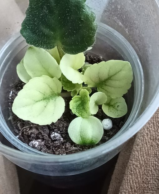  - Mac s Scorching Sun