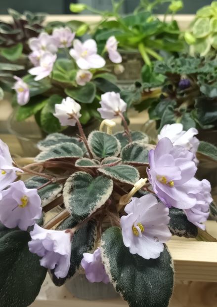  - Rob s Pewter Bells zzz