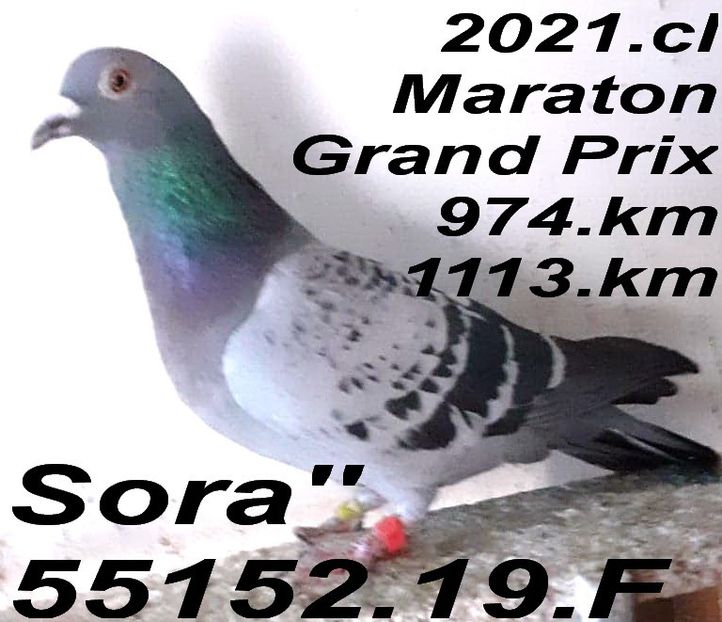 2019.55152.F Sor - 2 MATCA 2023