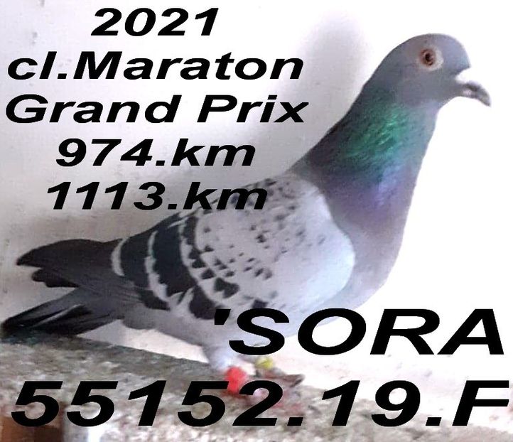2019.55152.Fsora - 2 MATCA 2023