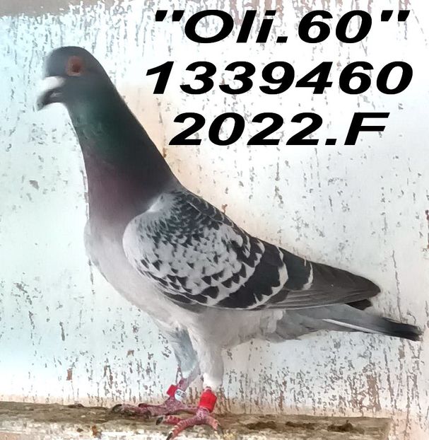 2022.1339460.M  OLI.60 - Copy - 2 MATCA 2023