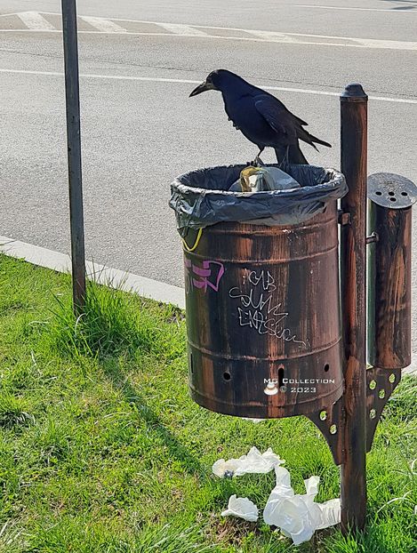 w-23-City Crow_151242 - PASARI - BIRDS