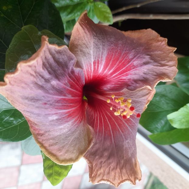 02.04 - HIBISCUSI 2023-1