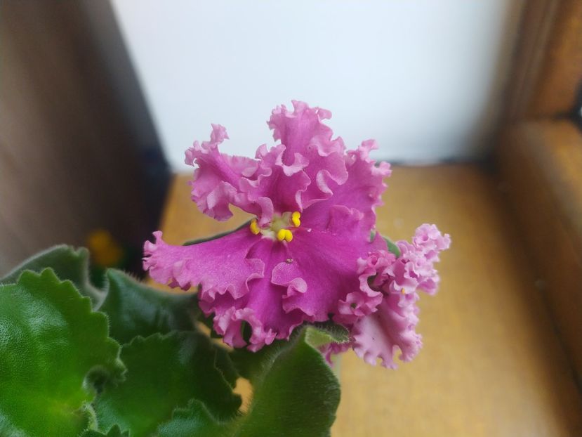 2 aprilie 2023 - LF Darya