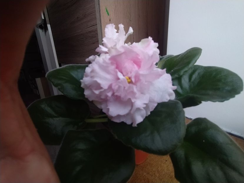 2 aprilie 2023 - LF Kremovyy Desert