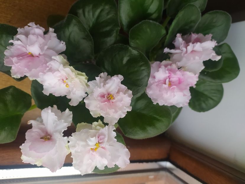 2 aprilie 2023 - LF Kremovyy Desert