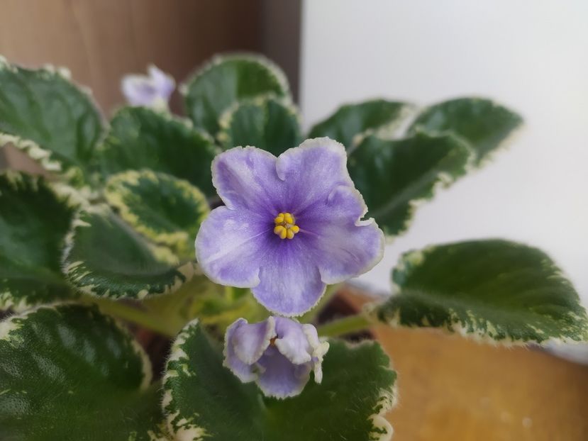 2 aprilie 2023 - VaT Kholodnoe Serdtse