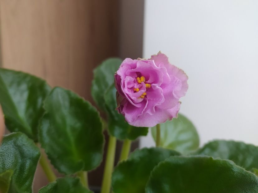 2 aprilie 2023 - EK Raspletalo Leto Kosy