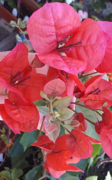  - Bougainvillea