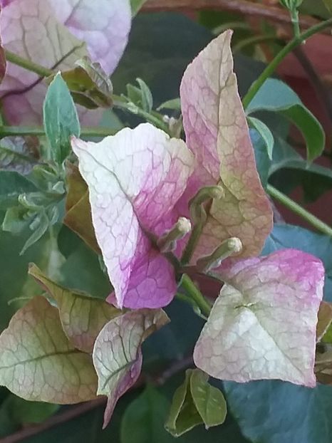 Wajid Ali Shah - Bougainvillea