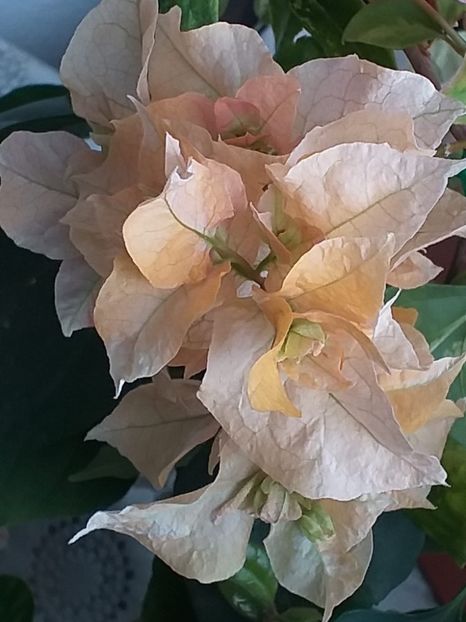 Aussie Gold - Bougainvillea