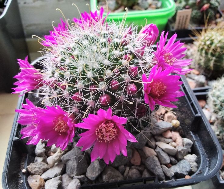 Mammillaria zeilmanniana - 2023