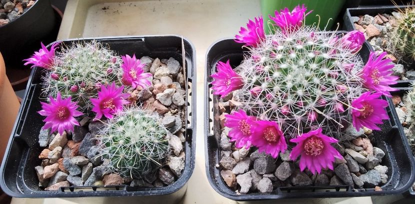 Mammillaria zeilmanniana - 2023