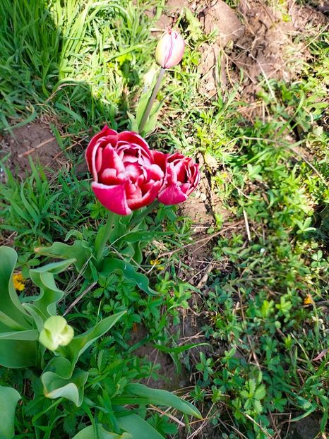 IMG20230402155723 - Aprilie 2023