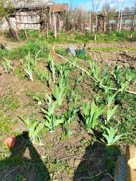 IMG20230402160150 - Gradina 2023