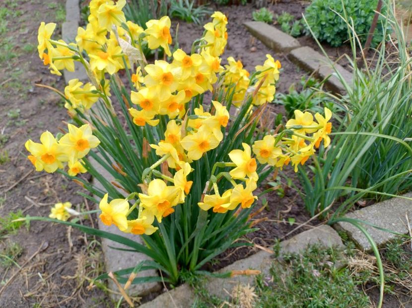  - Flori de gradina-2023