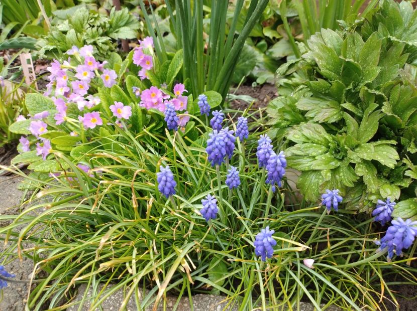  - Flori de gradina-2023