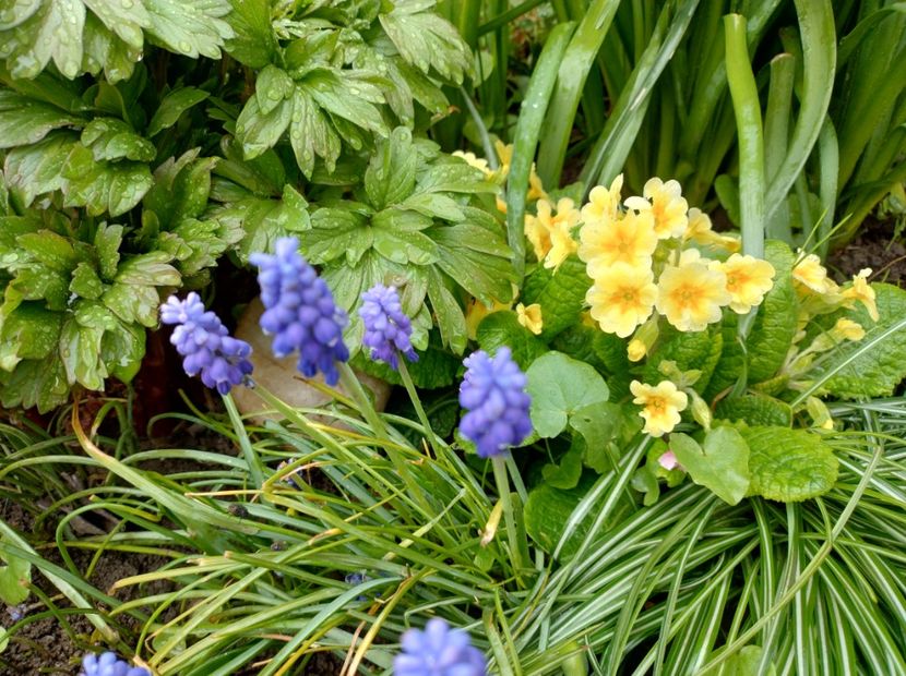  - Flori de gradina-2023