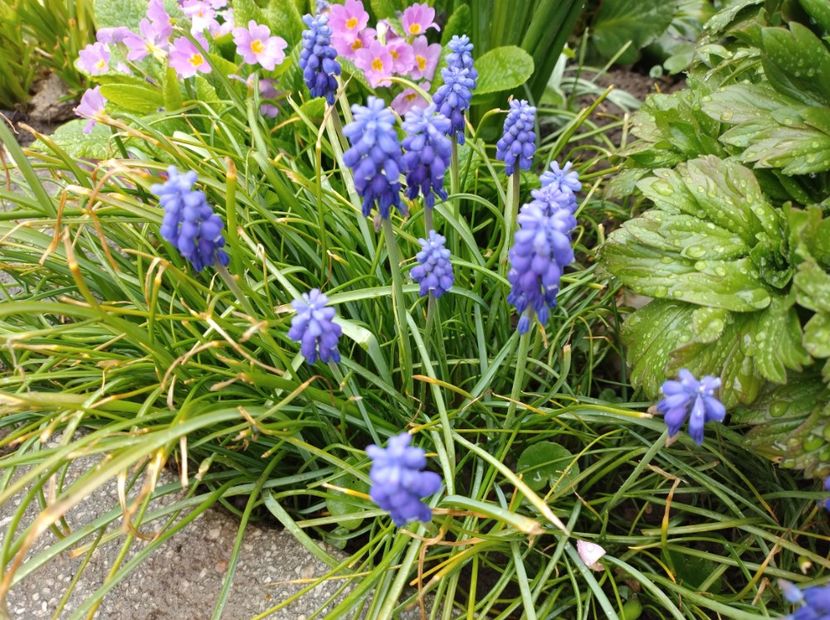  - Flori de gradina-2023