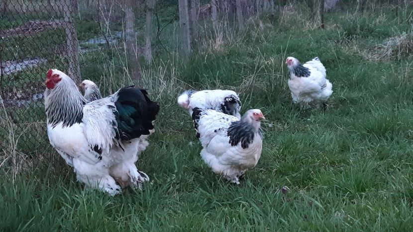  - Brahma herminat deschis 2023