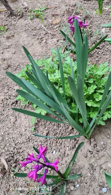  - 1L album 2023- gradina bloc