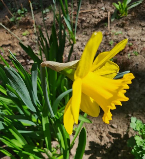  - 1L album 2023- gradina bloc