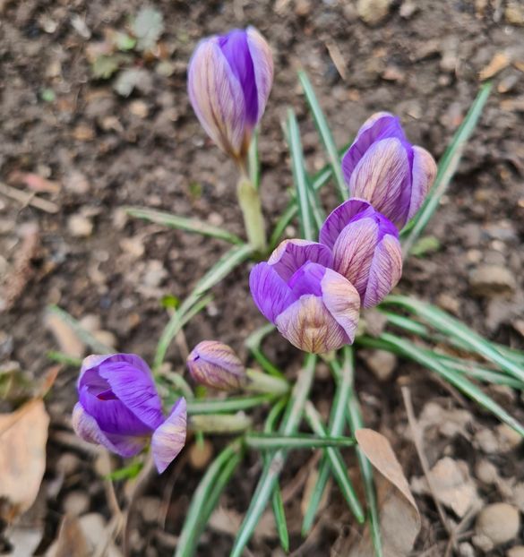  - 1L album 2023- gradina bloc