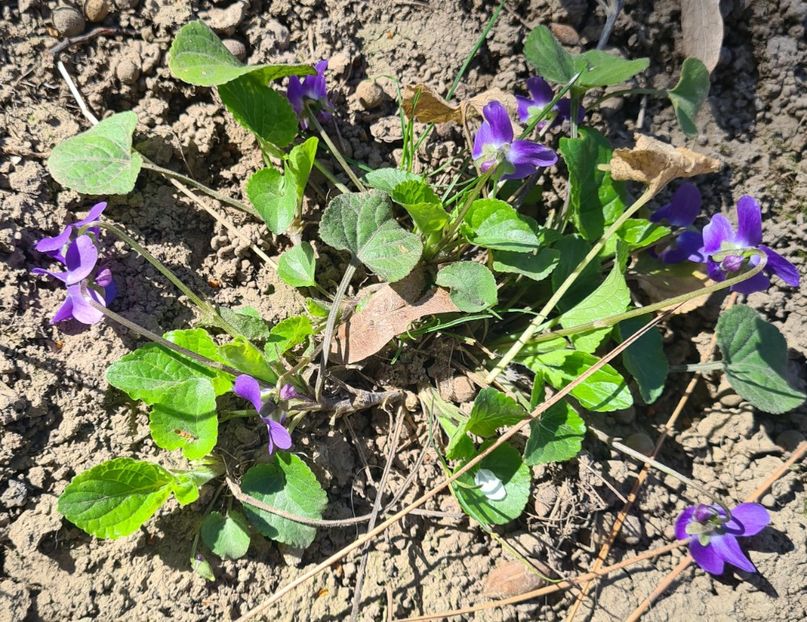  - 1L album 2023- gradina bloc