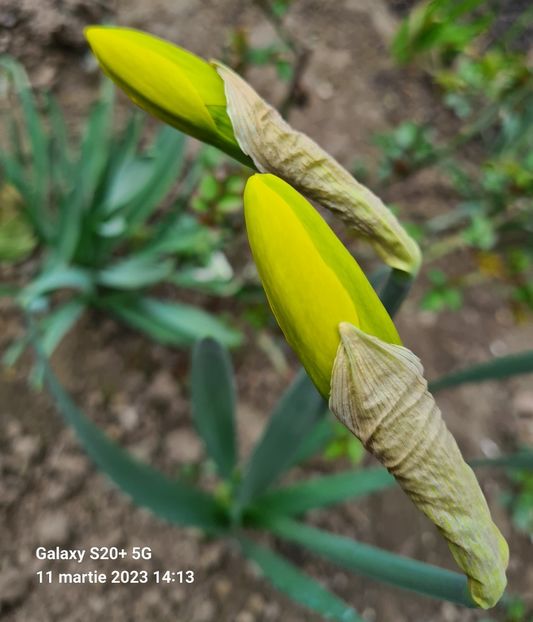  - 1L album 2023- gradina bloc