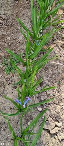  - 1L album 2023- gradina bloc